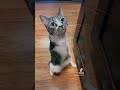 I think I win cutest pet #tiktok #cat #cats #viral #shorts