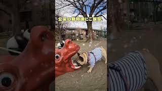 公園の動物達にご挨拶⭐︎フレンチブルドッグの看板犬ぶーちゃん#shorts