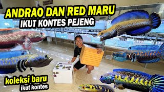 LAWANNYA SADIS? CHANNA ANDRAO DAN RED PROGRESS KE KONTES PEJENG