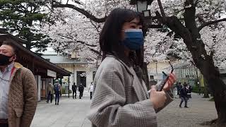 Cherry-blossom viewing walk at Yasukuni Shrine　靖国神社でお花見散歩　2021/3/25 31