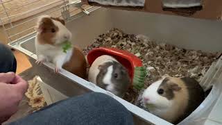 天竺鼠吃新鮮蔬菜 | Guinea pigs eating vegetables