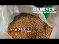 다육식물 옥연 키우기 완전정복 마르지 않게 통통하게.화분선택.분갈이 tips for growing succulents 다육 다육화분 손옹기화분