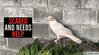 Guy Can't Believe When A 'Sacred' White Raven Shows Up Needing Help