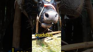 kuddus funny short video#shorts#funnyvideo#cowshorts#youtubeshorts#viral #youtubeshorts #trending