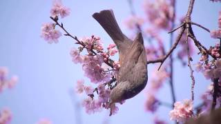 ヒヨドリと大寒桜297