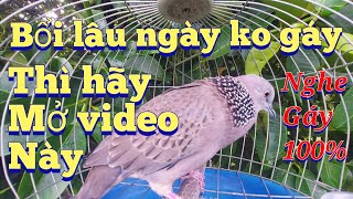 Nếu bổi của bạn lâu ngày không gáy thì hãy mở video này bổi nghe là gáy / Cu gáy kích bổi nhanh nổi