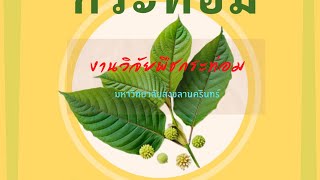 งานวิจัยพืชกระท่อม (research cafe)ของมหาวิทยาลัยสงขลานครินทร์