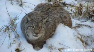 la Lince  (Lynx Lynx)