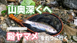 山奥深くへ　谿ヤマメを釣りに行く　2019/フライフィッシング