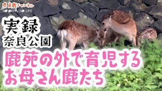 実録 奈良公園）鹿苑の外で育児をするお母さん鹿たち🦌🦌🦌『子鹿にさわらないで』遠くから鹿さん親子を見守っていてください🥰🙏 〜奈良公園の鹿の日常Vlog🦌💝💓