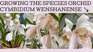 How to grow the species orchid Cymbidium wenshanense: a beautifully elegant flower indeed!