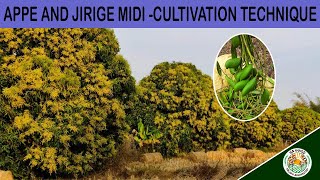 MALENADU - APPE AND JIRIGE MIDI - CULTIVATION TECHNIQUE