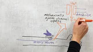 Introduction to somatosensory system