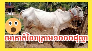 មេគោស្រុកស្រែស្អាតៗតាមបណ្ដាលភូមិនានាBeautiful cows in the villages #mathsaly #មេគោពូជ #Cowmario