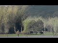 swimming elephants reaching the shore and scurrying away