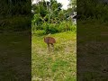 Burung Kasuari Endemik Papua