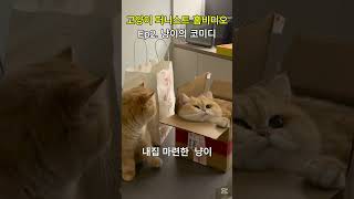 고양이 퍼니스트 홈 비디오 Ep2.#고양이 #cat #웃긴영상 #고양이일상 #힐링 #홈비디오  #냥스타그램 #힐링영상 #귀여운 #꿀잠