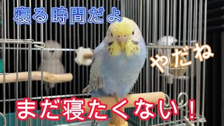 【第7話】　寝たくない！　まだ寝たくないキュウちゃん　お父さんに甘えてみるが・・・　セキセイインコ　キュウリのキュウちゃん！