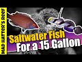 Top 10 Saltwater Fish For a 15 Gallon Aquarium