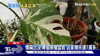 抓不怕!盆栽大盜偷全台 店家盼從重量刑｜TVBS新聞