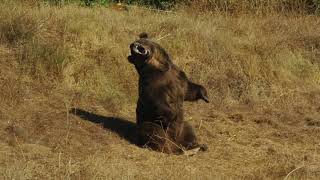 Cornfield Dry Lake Bear