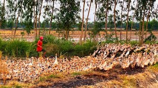 Vietnamese people raise ducks for eggs in vast rice fields