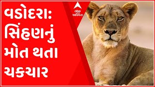 વડોદરા કમાટીબાગ વિસ્તારમાં 13 વર્ષની સિંહણનું મોત, જુઓ ગુજરાતી ન્યુઝ