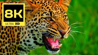 Ultimate Wild Animals Collection in 8K ULTRA HD / 8K TV / WILDLIFE #ANIMALS #8K #WILDLIFE ManVsWild