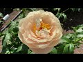 canadian peony society virtual show 2021 bloom season highlights