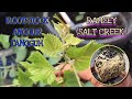 MENGENAL VARIAN ROOTSTOCK RAMSEY (SALT CREEK)