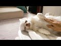 【癒し relaxed】犬の幸せそうな寝顔が癒されてたまらない！！