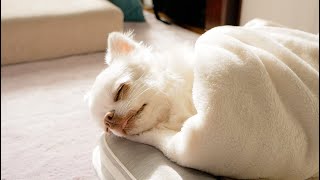 【癒し/relaxed】犬の幸せそうな寝顔が癒されてたまらない！！