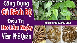 CỦ BÁCH BỘ - Điều trị ho lâu ngày, viêm phế quản mãn tính Bằng củ bách bộ