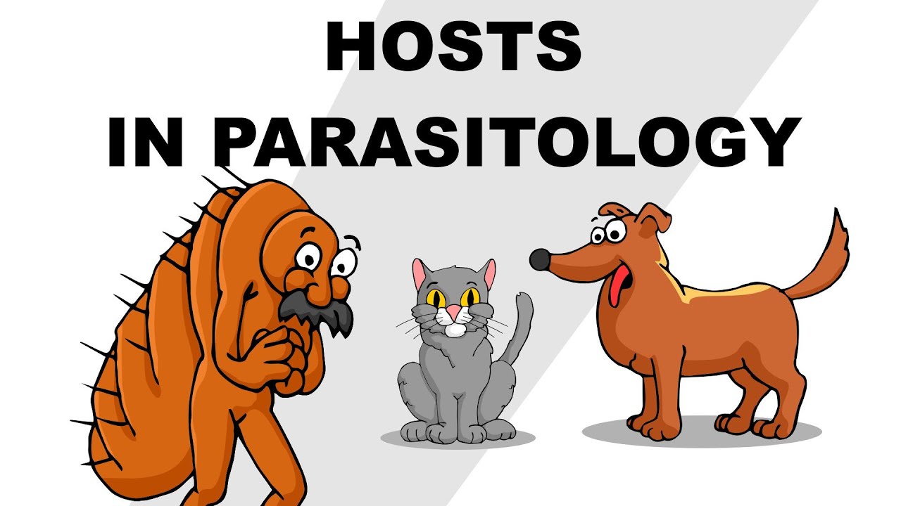 Hosts In Parasitology - Plain And Simple - YouTube