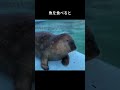 【可愛い動物】 アザラシの顔面が・・・世界一無駄な雑学 shorts 解説