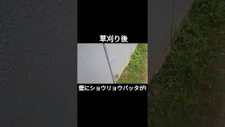 壁に大量のショウリョウバッタが...