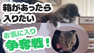 猫の気持ち、お教えします。箱があったら入りたい 〜 お気に入り争奪戦