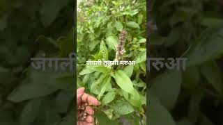 जंगली तुलसी या मरुआ के चमत्कार | Tulsi |Marua