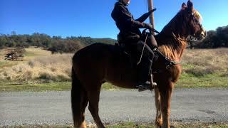 Tennessee Walking Horse vs Missouri Fox Trotter Gaits