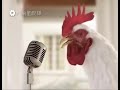 le coq qui chante