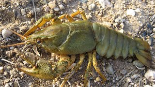 Широкопалый речной рак (Astacus astacus)