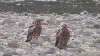 E0382　大分川　トンビ2羽　Oita River   2 black kites