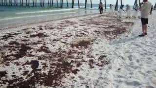 Gulf Oil Spill Cleanup Efforts by American Excelsior Company.wmv