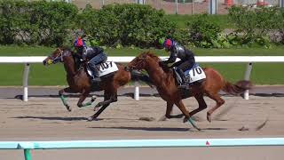 2018北海道トレーニングセール公開調教　ナリタカサブランカ2016