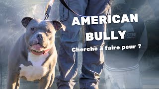 American Bully non sevré constamment sur la défensive