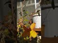 淡々とした日常 🎃の花 なんと❗️2日 1月 2025