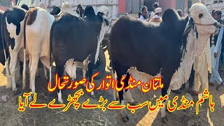 Hashim Mandi Main Heavy Gulabi Bachry Lay Aya | Multan Cow Mandi | @SSTvs