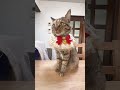 皆様に素敵なクリスマスが訪れることを願う猫です🎄🎀　 猫　 cat