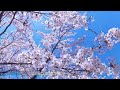 光城山の桜 2024年4月19日 安曇野の桜の名所、一面の満開の桜に感動！