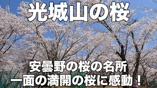 光城山の桜 2024年4月19日 安曇野の桜の名所、一面の満開の桜に感動！